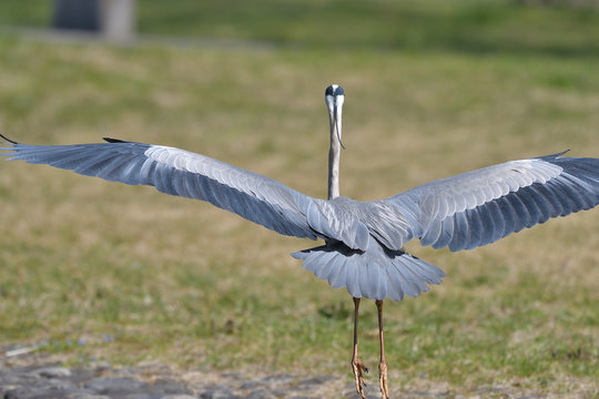 47 Best 綺麗な鳥 Images Stock Photos Vectors Adobe Stock