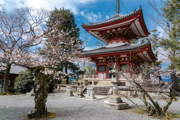 京都 知恩院の桜と春の景色