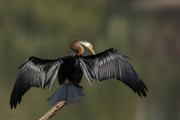 Oriental Darter Spread Wings At Bharatpur Rajasthan India