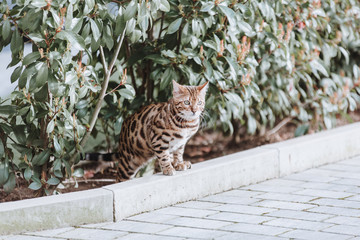 Bengalkatze draußen in der Natur