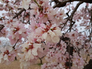 Almond tree blossoms
