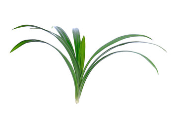 Fototapeta premium Pandan leaves isolated on white background