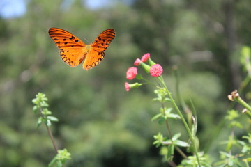 orange butterfly starting to fly