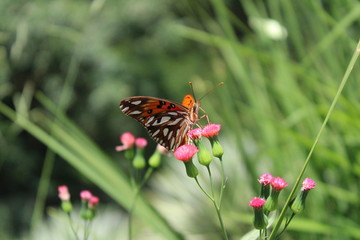 butterfly on flower