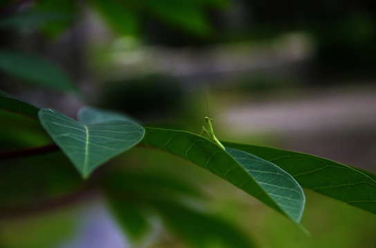 Mantis