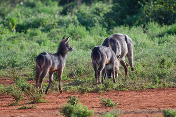 Ellipsen-Wasserböcke