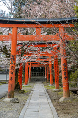 京都 竹中稲荷神社の桜と春景色