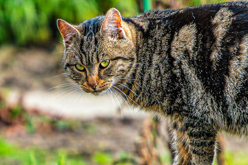 Wildkatze 03