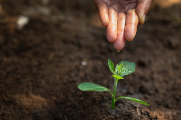 The woman who watered the seedlings will be a strong tree. World environment day concept Caring for seedlings that will grow, save the world, plant trees to reduce global warming.