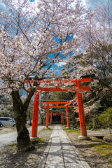 Fototapeta na wymiar 京都 竹中稲荷神社の桜と春景色