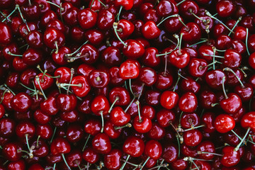 Agricultural image with cherry peaked from the trees.  