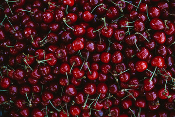 Agricultural image with cherry peaked from the trees.  