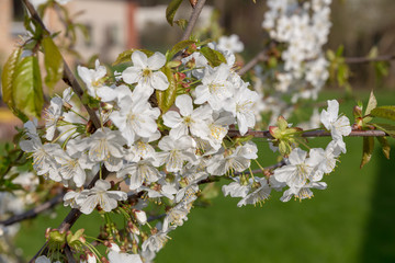 blooming cherry tree in spring