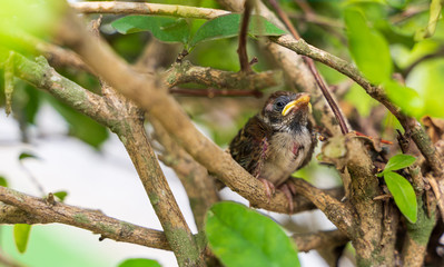 Animal life close up shot of The new born bird is not strong standing on branches. The birds are waiting for food from its mother in animal wildlife concept.