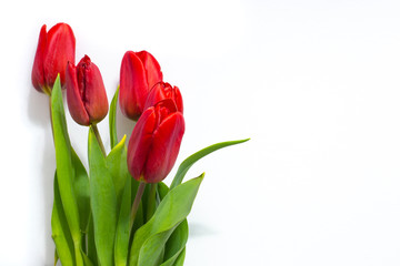 bright red tulips on a white background