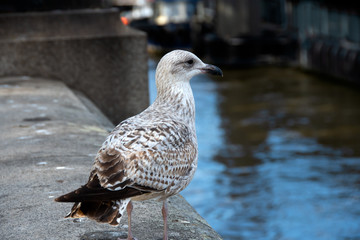 Portrait of a Seagull