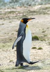 Fototapeta premium King Penguin