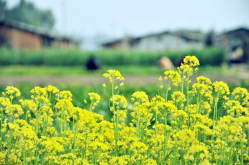 Obraz premium Blooming rape flowers, Jiangmen, Guangdong, China.