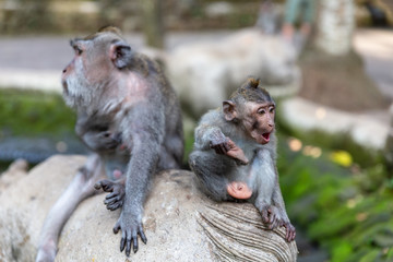 macaque