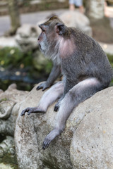 macaque