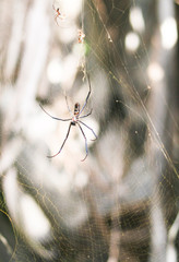 Araña en su telaraña