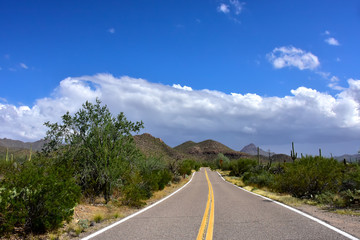 Fototapeta premium Saguaro National Park, Arizona