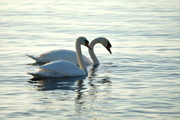 Swans