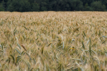 Wheat field against the background of the forest, close-up.