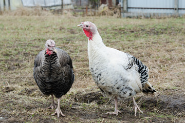 Two domestic turkeys in a farm yard