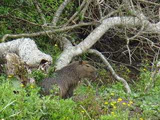 Marsupial de Uruguay
