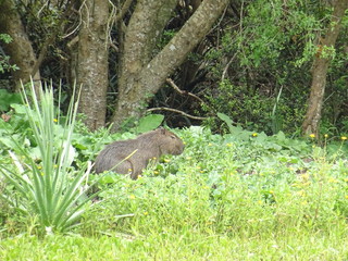 Carpincho de Argentina, Cataratas de Iguazú