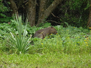 Marsupial de Uruguay