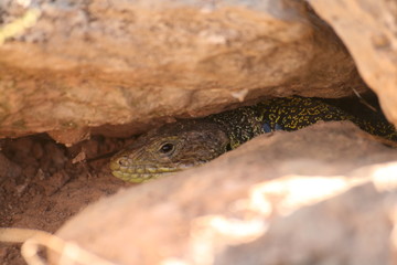 Lagarto entre rocas