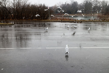 seagulls in flight on a wet pavement background