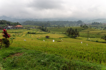 Fototapeta na wymiar rice fields in Bali