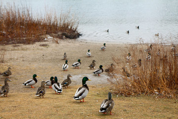 group of ducks going into water