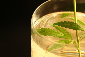 Young hemp leafs in the water glass scene.