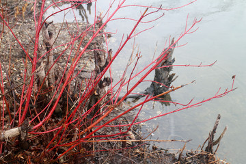 red shrub on a river bank