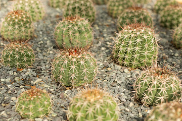 Green cacti field on blur background.