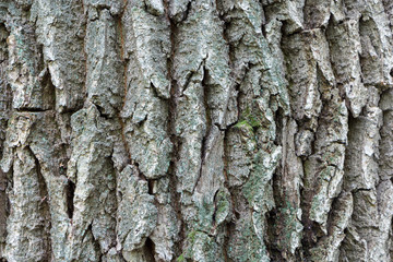 Oak bark, deep texture, close-up.