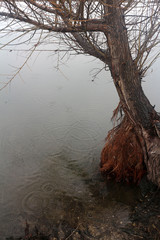 tree on the beach in winter 
