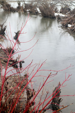 red tree shrub in winter