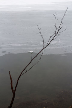 tree on the lake