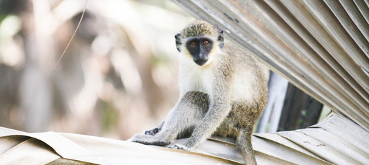 monos de Gambia