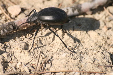 colección insectos de Aragón