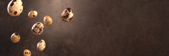 Quail egg flying on dark brown backdrop. Banner with copyspace.