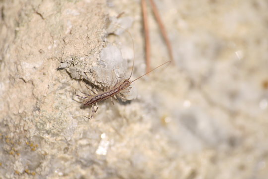 colecci&oacute;n insectos de Arag&oacute;n