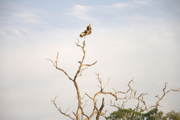 Pájaro posándose en un árbol 