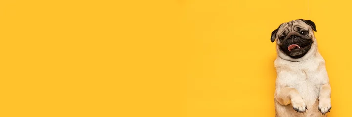 Ingelijste posters Banner schattige pug hondenras maken boos gezicht en serieus gezicht op gele achtergrond, Happy dog glimlach klaar voor de zomer, Pug Purebred Dog Concept © 220 Selfmade studio