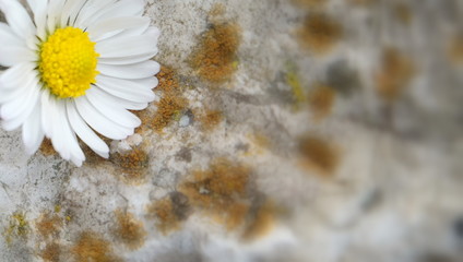 daisy on rock